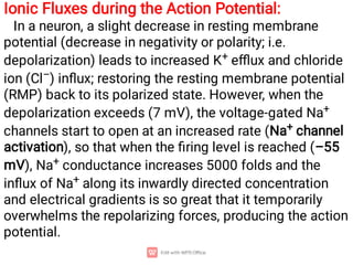 Ionic Fluxes during the Action Potential:
In a neuron, a slight decrease in resting membrane
potential (decrease in negativity or polarity; i.e.
depolarization) leads to increased K+ eﬄux and chloride
ion (Cl–) inﬂux; restoring the resting membrane potential
(RMP) back to its polarized state. However, when the
depolarization exceeds (7 mV), the voltage-gated Na+
channels start to open at an increased rate (Na+ channel
activation), so that when the ﬁring level is reached (–55
mV), Na+ conductance increases 5000 folds and the
inﬂux of Na+ along its inwardly directed concentration
and electrical gradients is so great that it temporarily
overwhelms the repolarizing forces, producing the action
potential.
 