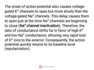 The onset of action potential also causes voltage-
gated K+ channels to open but more slowly than the
voltage-gated Na+ channels. This delay causes them
to open just at the time Na+ channels are beginning
to close (Na+ channel inactivation). Therefore, the
ratio of conductance shifts far in favor of high K+
and low Na+ conductance, allowing very rapid loss
of K+ ions to the exterior. Consequently, the action
potential quickly returns to its baseline level
(repolarization).
 