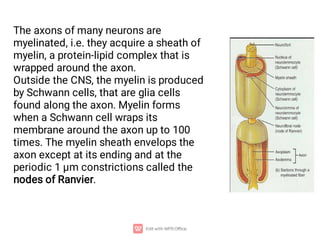 The axons of many neurons are
myelinated, i.e. they acquire a sheath of
myelin, a protein-lipid complex that is
wrapped around the axon.
Outside the CNS, the myelin is produced
by Schwann cells, that are glia cells
found along the axon. Myelin forms
when a Schwann cell wraps its
membrane around the axon up to 100
times. The myelin sheath envelops the
axon except at its ending and at the
periodic 1 µm constrictions called the
nodes of Ranvier.
 