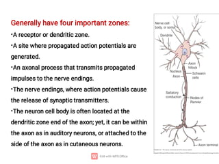 •
•
•
•
•
Generally have four important zones:
A receptor or dendritic zone.
A site where propagated action potentials are
generated.
An axonal process that transmits propagated
impulses to the nerve endings.
The nerve endings, where action potentials cause
the release of synaptic transmitters.
The neuron cell body is often located at the
dendritic zone end of the axon; yet, it can be within
the axon as in auditory neurons, or attached to the
side of the axon as in cutaneous neurons.
 