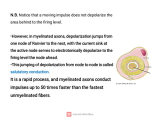 •
•
N.B. Notice that a moving impulse does not depolarize the
area behind to the ﬁring level.
However, in myelinated axons, depolarization jumps from
one node of Ranvier to the next, with the current sink at
the active node serves to electrotonically depolarize to the
ﬁring level the node ahead.
This jumping of depolarization from node to node is called
salutatory conduction.
It is a rapid process, and myelinated axons conduct
impulses up to 50 times faster than the fastest
unmyelinated ﬁbers.
 