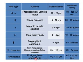 Fiber Type Function Fiber Diameter
Conduction
Velocity
A α
Proprioception; Somatic
motor
12 – 20 µm
70 – 120 m/
sec
β Touch; Pressure 5 – 12 µm 30 – 70 m/sec
γ
Motor to muscle
spindles
3 – 6 µm 15 – 30 m/sec
δ Pain; Cold; Touch 2 – 5 µm 12 – 30 m/sec
B
Preganglionic
autonomic
< 3 µm 3 – 15 m/sec
C Dorsal Root
Pain; Temperature;
Mechanoreception; Reﬂex
response
0.4 – 1.2 µm 0.5 – 2 m/sec
Sympathetic
Postganglionic
sympathetic
0.3 – 1.3 µm
0.7 – 2.3 m/
sec
 