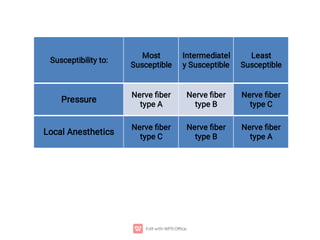 Susceptibility to:
Most
Susceptible
Intermediatel
y Susceptible
Least
Susceptible
Pressure
Nerve ﬁber
type A
Nerve ﬁber
type B
Nerve ﬁber
type C
Local Anesthetics
Nerve ﬁber
type C
Nerve ﬁber
type B
Nerve ﬁber
type A
 