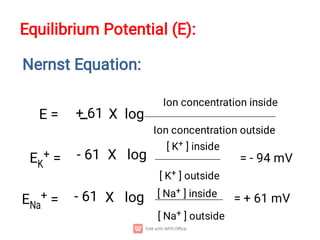 Nernst Equation:
Equilibrium Potential (E):
E = + 61 X log
Ion concentration inside
Ion concentration outside
- 61
EK
+ = X log
[ K+ ] inside
[ K+ ] outside
= - 94 mV
X log [ Na+ ] inside
[ Na+ ] outside
= + 61 mV
ENa
+ = - 61
 