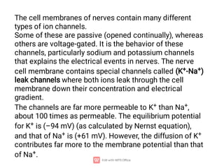 The cell membranes of nerves contain many different
types of ion channels.
Some of these are passive (opened continually), whereas
others are voltage-gated. It is the behavior of these
channels, particularly sodium and potassium channels
that explains the electrical events in nerves. The nerve
cell membrane contains special channels called (K+-Na+)
leak channels where both ions leak through the cell
membrane down their concentration and electrical
gradient.
The channels are far more permeable to K+ than Na+,
about 100 times as permeable. The equilibrium potential
for K+ is (–94 mV) (as calculated by Nernst equation),
and that of Na+ is (+61 mV). However, the diffusion of K+
contributes far more to the membrane potential than that
of Na+.
 