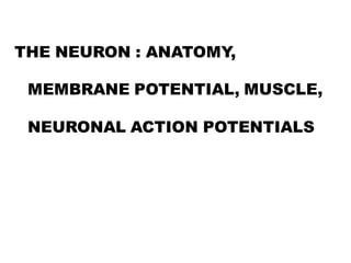 THE NEURON : ANATOMY,
MEMBRANE POTENTIAL, MUSCLE,
NEURONAL ACTION POTENTIALS
 