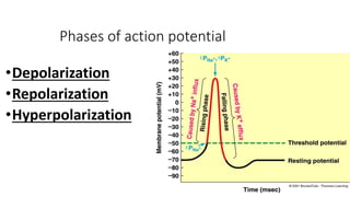Nerve and muscle physiology | PPTX