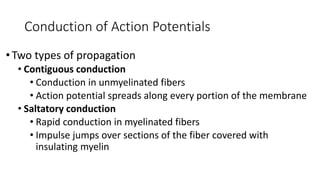 Conduction Over Nerve and muscle physiology | PPTX