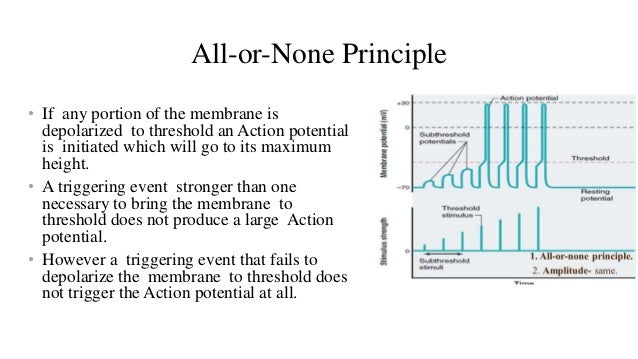 All Or None Principle Diagram - slidesharedocs