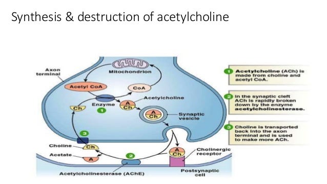 Nerve and muscle physiology
