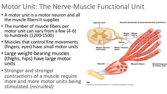 Nerve and muscle physiology