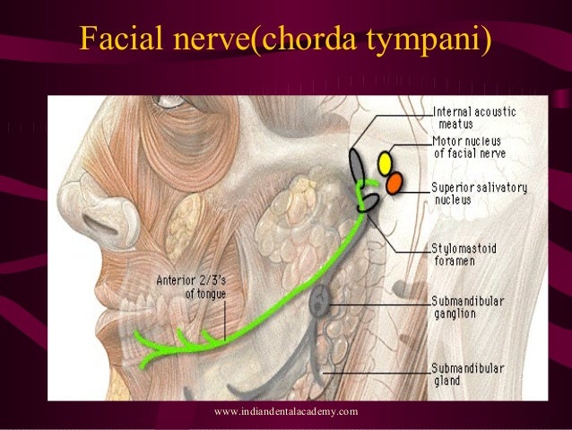 Nerve and vessels/ oral surgery courses