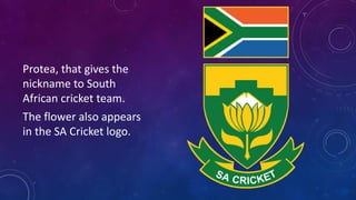 Protea, that gives the
nickname to South
African cricket team.
The flower also appears
in the SA Cricket logo.
 