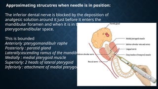 Comprehensive Guide to Mandibular and Maxillary Nerve Block Techniques ...