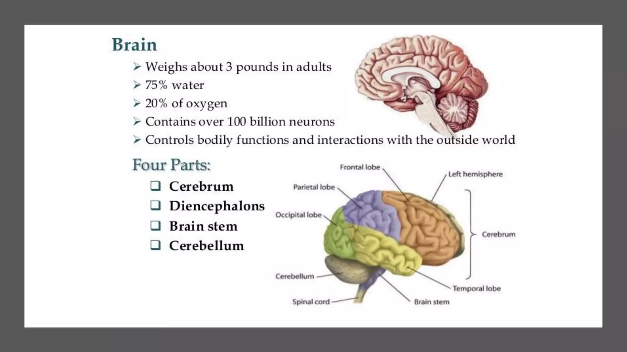 Nerve cell electrical functioning.drjma