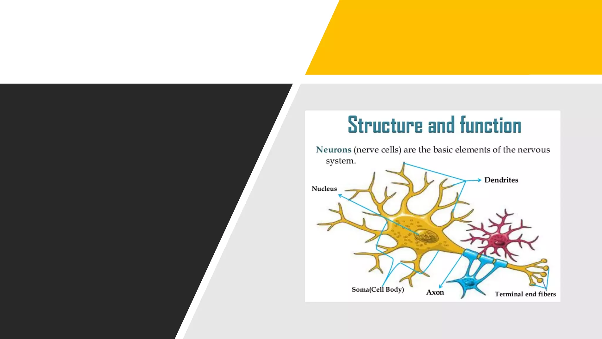 Nerve cell electrical functioning.drjma