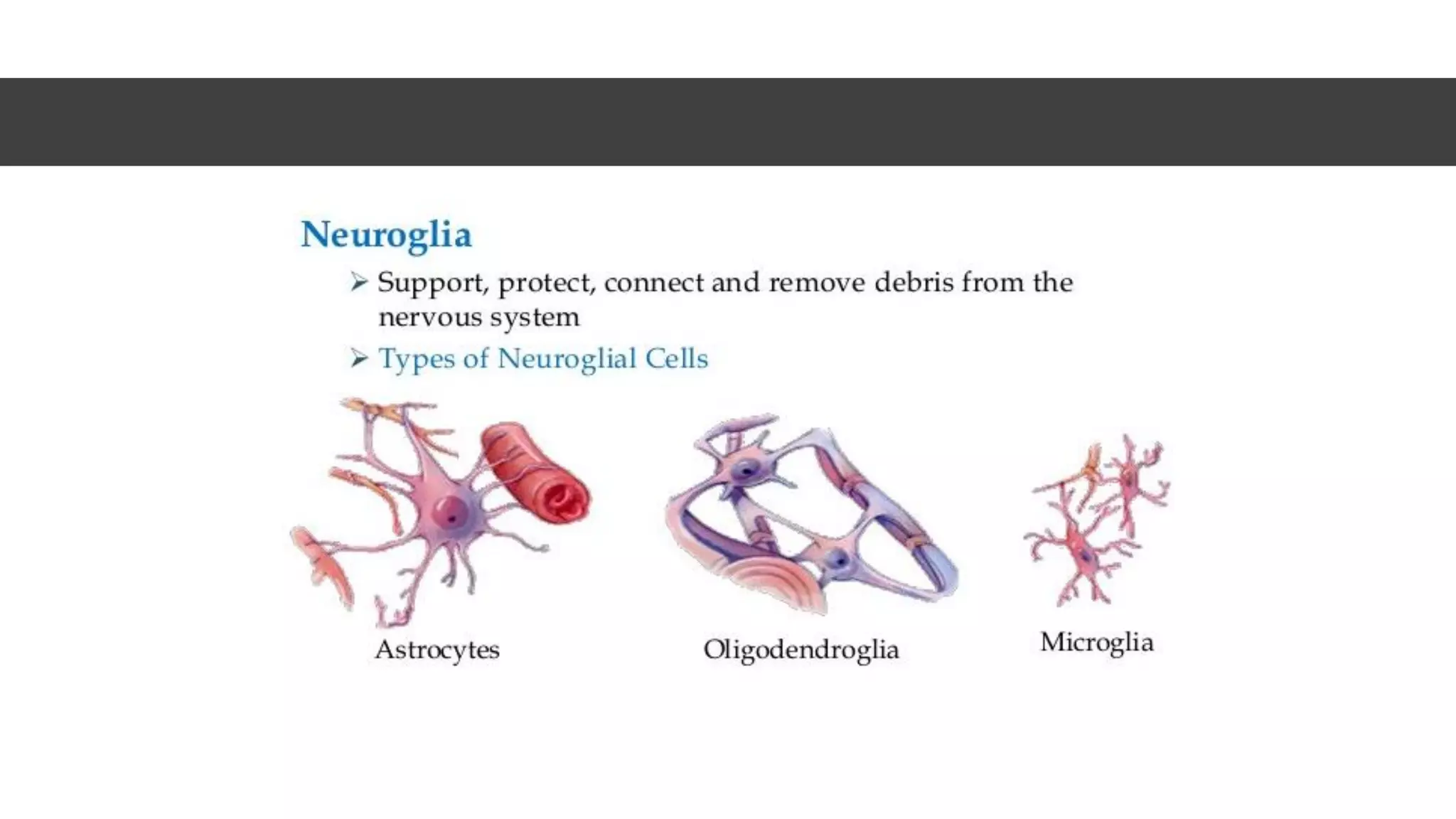 Nerve cell electrical functioning.drjma