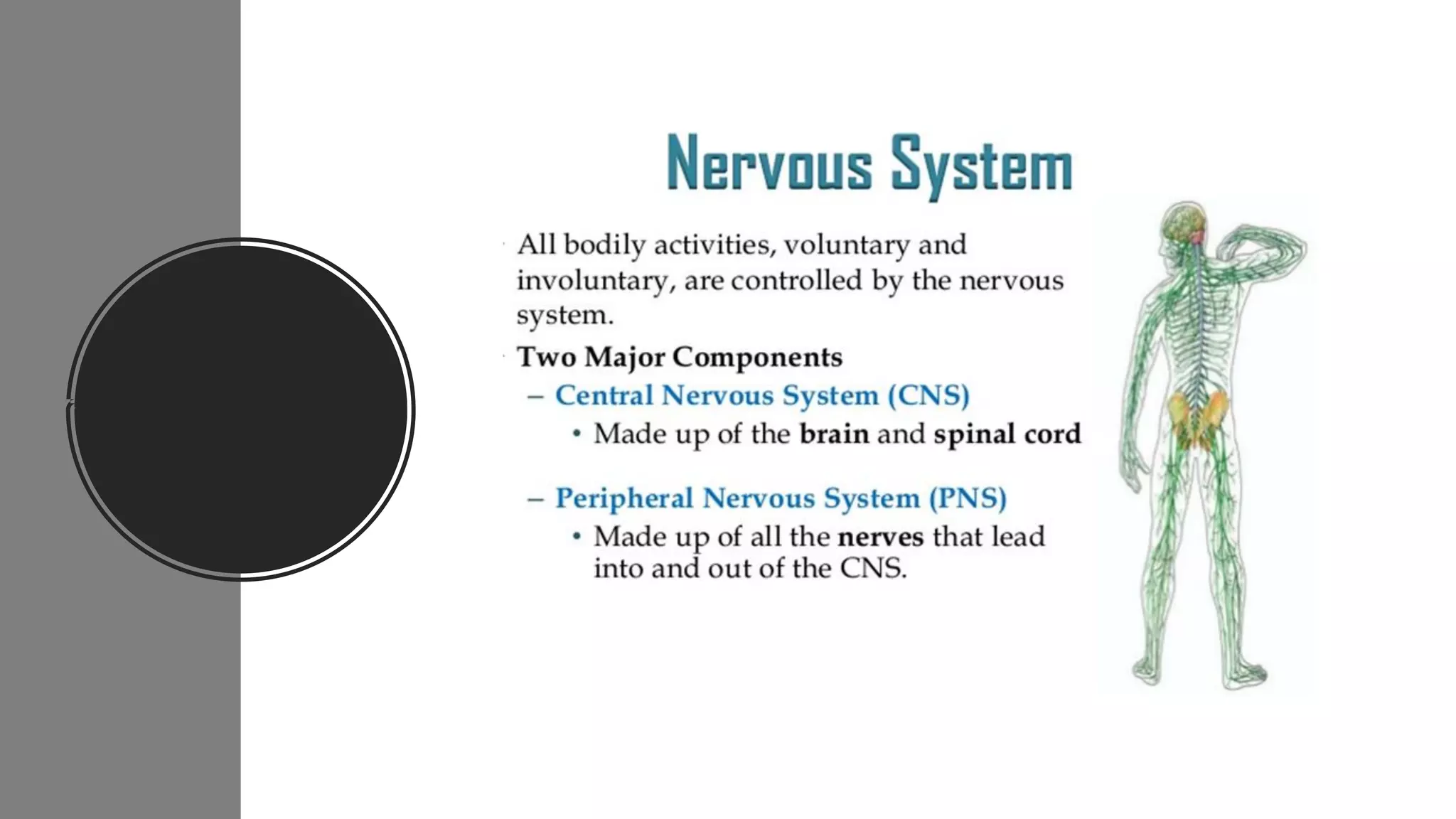 Nerve cell electrical functioning.drjma