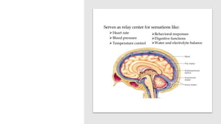 Nerve cell electrical functioning.drjma