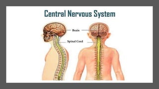Nerve cell electrical functioning.drjma