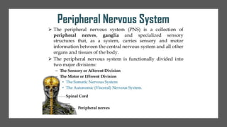 Nerve cell electrical functioning.drjma