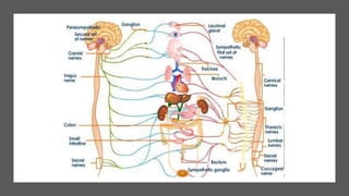 Nerve cell electrical functioning.drjma