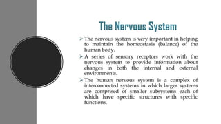 Nerve cell electrical functioning.drjma