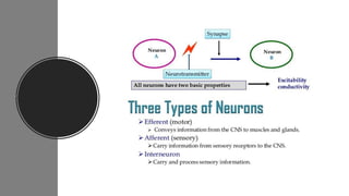 Nerve cell electrical functioning.drjma