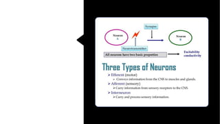 Nerve cell electrical functioning.drjma