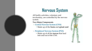 Nerve cell electrical functioning.drjma