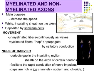 MYELINATED AND NON-
MYELINATED AXONS
 Main purpose
- increase the speed
 White, insulating sheath on the axon
 Deposited by schwann cells
MOVEMENT
-unmyelinated fibers-continuously as waves
-myelinated fibers- "hop" or propagate
by saltatory conduction
NODE OF RANVIER
-periodic gap in the insulating mylien
sheath on the axon of certain neurons
-facilitate the rapid conduction of nerve impulses.
-gaps are rich in ion channels ( sodium and chloride, )
 