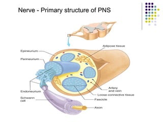 Nerve - Primary structure of PNS
 