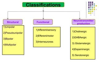 Classifications
Structural Functional
Neurotransmitter
production
1)Unipolar
2)Pseudounipolar
3)Bipolar
4)Multipolar
1)Afferent/sensory
2)Efferent/motor
3)Interneurones
1)Cholinergic
2)GABAergic
3) Glutamatergic
4)Dopaminergic
5) Serotonergic
Classifications
1)Unipolar
2)Pseudounipolar
3)Bipolar
4)Multipolar
 