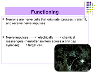 Functioning
 Neurons are nerve cells that originate, process, transmit,
and receive nerve impulses.
 Nerve impulses electrically chemical
messengers (neurotransmitters across a tiny gap
synapse) target cell.
 