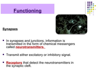 Functioning
Synapses
 In synapses and junctions, information is
transmitted in the form of chemical messengers
called neurotransmitters.
 Transmit either excitatory or inhibitory signal.
 Receptors that detect the neurotransmitters in
the synaptic cleft.
 