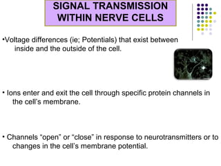 SIGNAL TRANSMISSION
WITHIN NERVE CELLS
•Voltage differences (ie; Potentials) that exist between
inside and the outside of the cell.
• Ions enter and exit the cell through specific protein channels in
the cell’s membrane.
• Channels “open” or “close” in response to neurotransmitters or to
changes in the cell’s membrane potential.
 