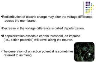 •Redistribution of electric charge may alter the voltage difference
across the membrane.
•Decrease in the voltage difference is called depolarization.
•If depolarization exceds a certain threshold, an impulse
(i.e., action potential) will travel along the neuron.
•The generation of an action potential is sometimes
referred to as “firing
 