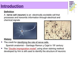 Introduction
Definition
A nerve cell (neuron) is an electrically excitable cell that
processes and transmits information through electrical and
chemical signals
History
 The credit for identifying the role of nerve cells
Spanish anatomist – Santiago Ramon y Cajal in 19th
century
 The “Double Impregnation model” using silver staining method
developed by him is still used to identify the structure of neurons
 