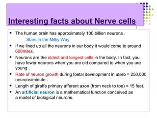 Interesting facts about Nerve cells
 The human brain has approximately 100 billion neurons .
Stars in the Milky Way
 If we lined up all the neurons in our body it would come to around
600miles.
 Neurons are the oldest and longest cells in the body. In fact, you
have fewer neurons when you are old compared to when you are
young .
 Rate of neuron growth during foetal development in utero = 250,000
neurons/minute .
 Length of giraffe primary afferent axon (from neck to toe) = 15 feet.
 An artificial neuron is a mathematical function conceived as
a model of biological neurons.
 