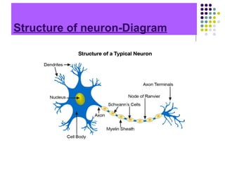Structure of neuron-Diagram
 