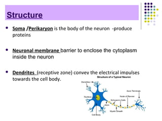 Structure
 Soma /Perikaryon is the body of the neuron -produce
proteins
 Neuronal membrane barrier to enclose the cytoplasm
inside the neuron
 Dendrites (receptive zone) convey the electrical impulses
towards the cell body.
 
