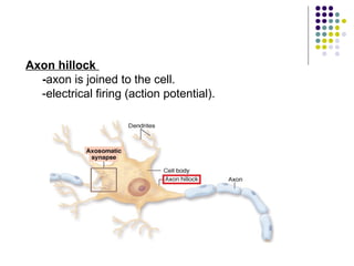 Axon hillock
-axon is joined to the cell.
-electrical firing (action potential).
 