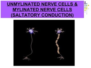 UNMYLINATED NERVE CELLS &
MYLINATED NERVE CELLS
(SALTATORY CONDUCTION)
 