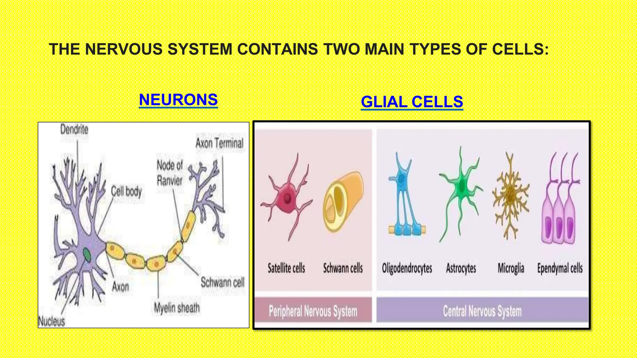 What Are The 6 Types Of Neuroglial Cells And Their Functions