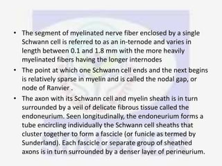 • The segment of myelinated nerve fiber enclosed by a single
Schwann cell is referred to as an in-ternode and varies in
length between 0.1 and 1.8 mm with the more heavily
myelinated fibers having the longer internodes
• The point at which one Schwann cell ends and the next begins
is relatively sparse in myelin and is called the nodal gap, or
node of Ranvier .
• The axon with its Schwann cell and myelin sheath is in turn
surrounded by a veil of delicate fibrous tissue called the
endoneurium. Seen longitudinally, the endoneurium forms a
tube encircling individually the Schwann cell sheaths that
cluster together to form a fascicle (or funicle as termed by
Sunderland). Each fascicle or separate group of sheathed
axons is in turn surrounded by a denser layer of perineurium.
 