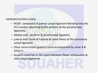 ANATOMY:GUYON’S CANAL
– ROOF: composed of palmar carpal ligament blending into the
FCU tendon attaching to the pisiform & the pisiohamate
ligaments.
– Medial wall : pisiform & pisiohamate ligament.
– Lateral wall: hook of hamate & some fibres of the transverse
carpal ligament.
– Ulnar nerve enters guyon’s canal accompanied by ulnar A &
Ulnar V.
– Guyon’s canal lies in the space between flexor retinaculum &
volar carpal ligaments
 