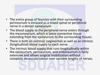 • The entire group of fascicles with their surrounding
perineurium is encased as a mixed spinal or peripheral
nerve in a denser epineurium
• The blood supply to the peripheral nerve enters through
the mesoneurium, which is loose connective tissue
extending from the epineurium to the surrounding tissues.
• There is both an extrinsic (segmental) as well as an intrinsic
(longitudinal) blood supply to each nerve.
• The intrinsic blood supply that runs longitudinally within
the epineurium, perineurium, and endoneurium is fairly
extensive and allows surgical mobilization without
complete devascularization over variable lengths of nerves.
 