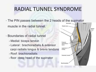 RADIAL TUNNEL SYNDROME
• The PIN passes between the 2 heads of the supinator
muscle in the radial tunnel.
• Boundaries of radial tunnel
Medial: biceps tendon
Lateral : brachioradialis & extensor
carpi radialis longus & brevis tendons
Roof: brachioradialis
floor :deep head of the supinator
 