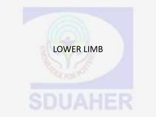 LOWER LIMB
 