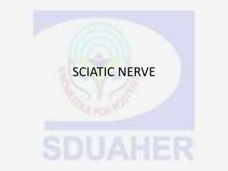 SCIATIC NERVE
 